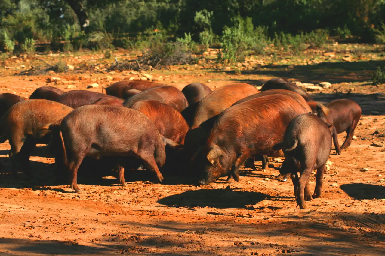 10cerdo-rubio-dorado-algaba-ronda