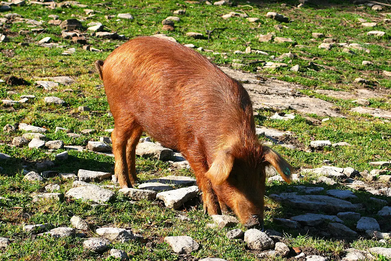 13cerdo-rubio-dorado-algaba-ronda