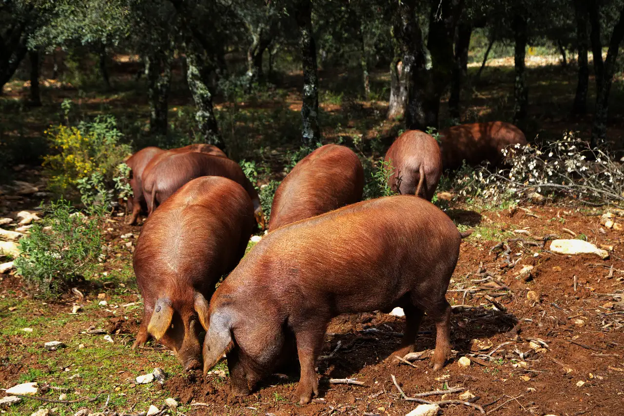 14cerdo-rubio-dorado-algaba-ronda