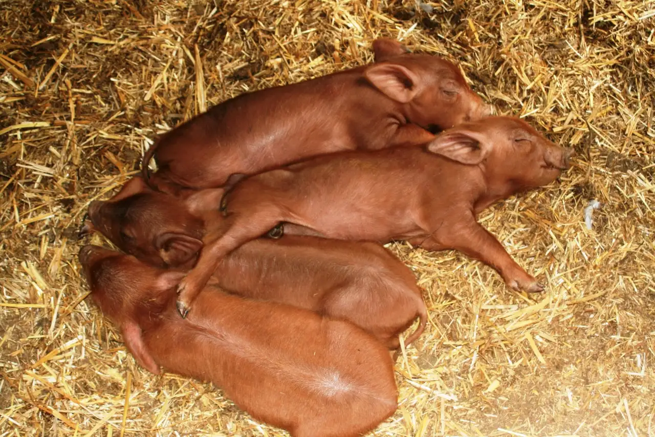 16cerdo-rubio-dorado-algaba-ronda