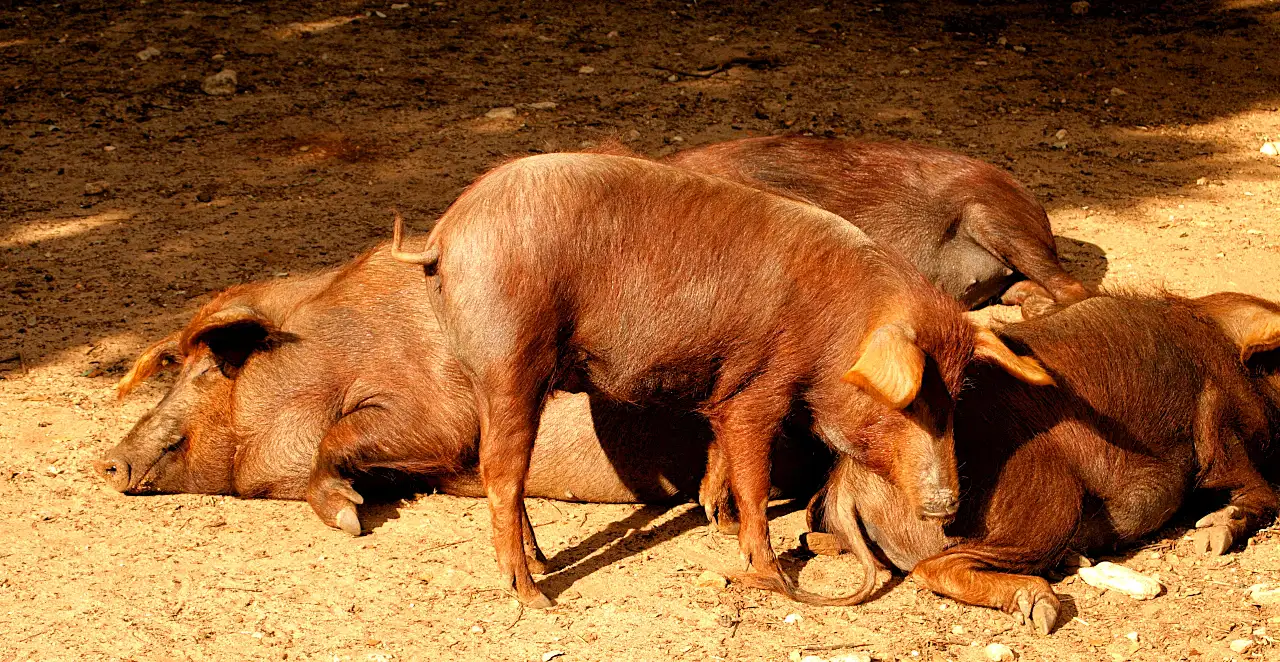 17cerdo-rubio-dorado-algaba-ronda