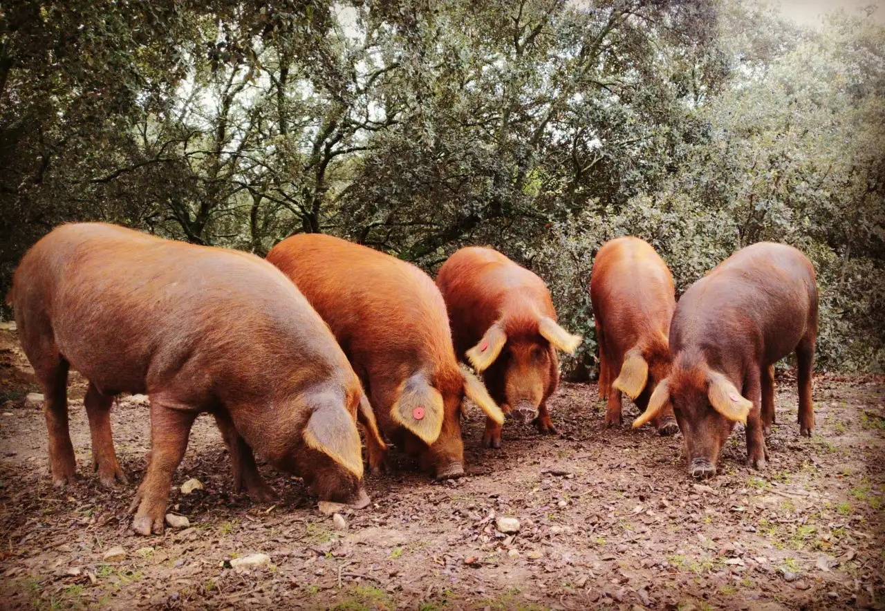 18cerdo-rubio-dorado-algaba-ronda