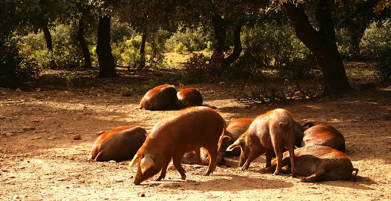 1cerdo-rubio-dorado-algaba-ronda