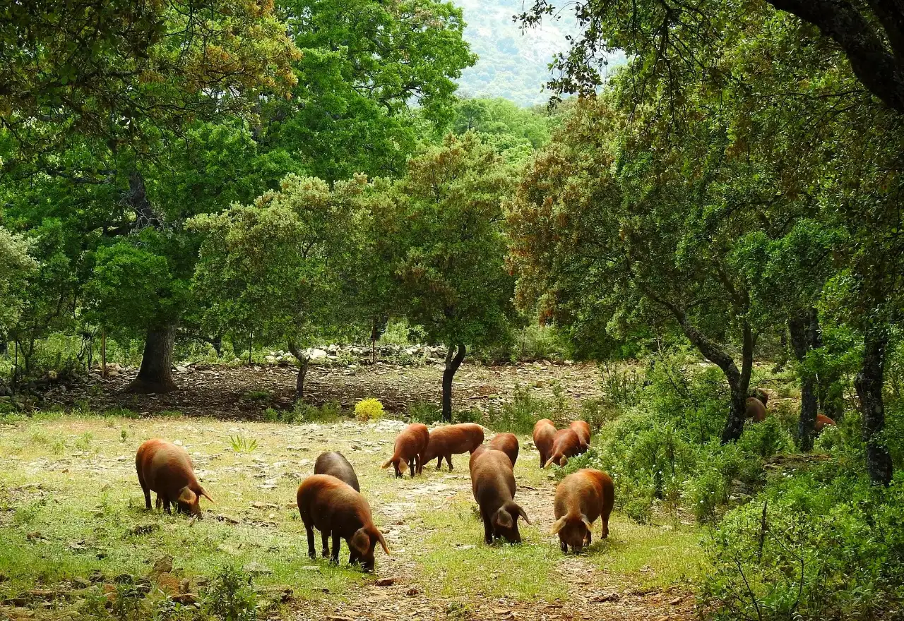 2cerdo-rubio-dorado-algaba-ronda