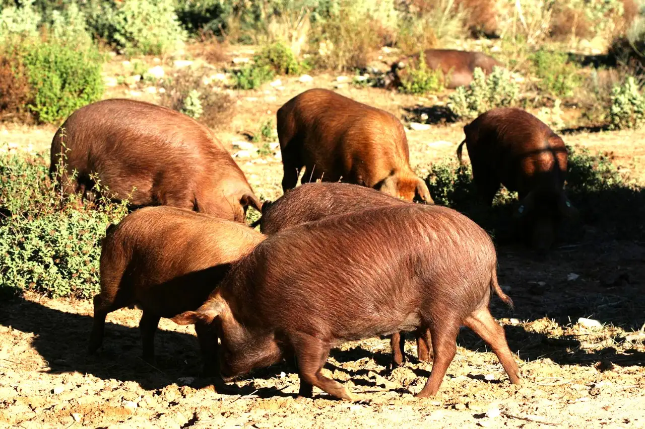 3cerdo-rubio-dorado-algaba-ronda