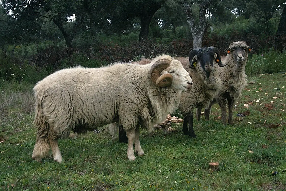 3overja-de-grazalema