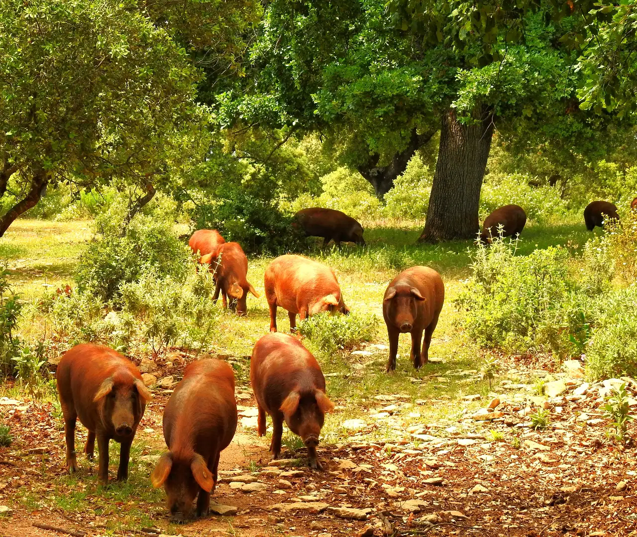 4cerdo-rubio-dorado-algaba-ronda