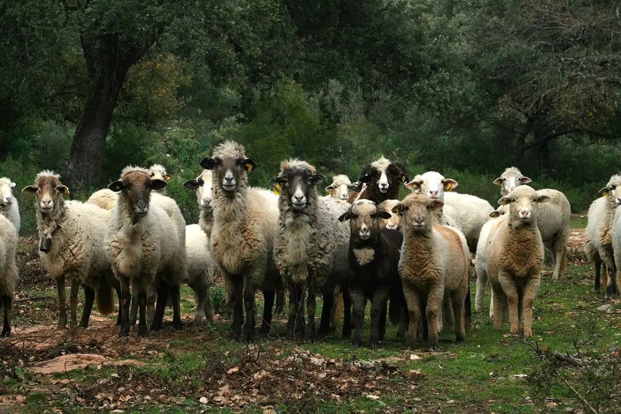 4overja-de-grazalema