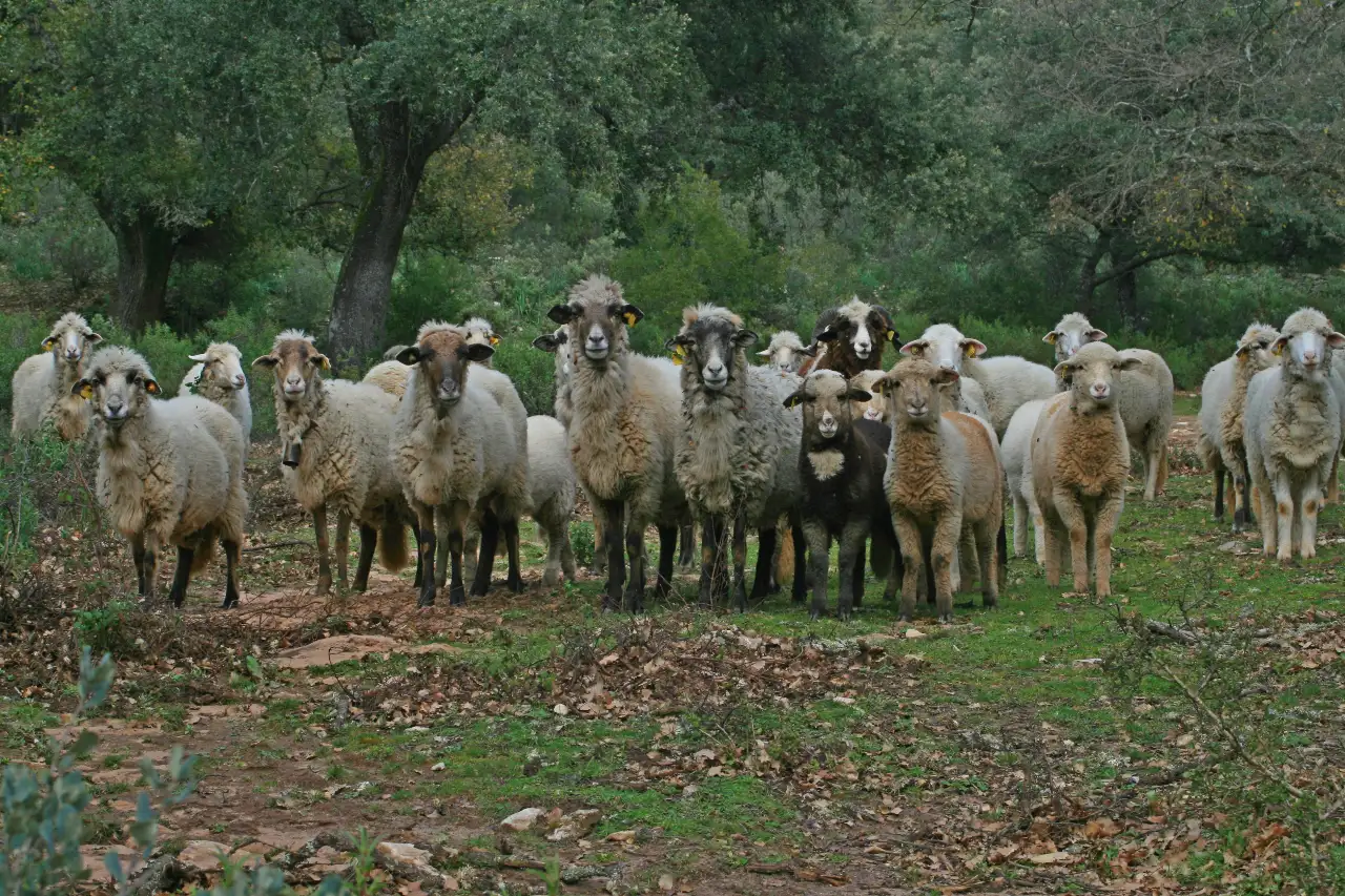 5overja-de-grazalema