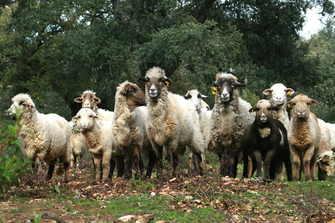6overja-de-grazalema