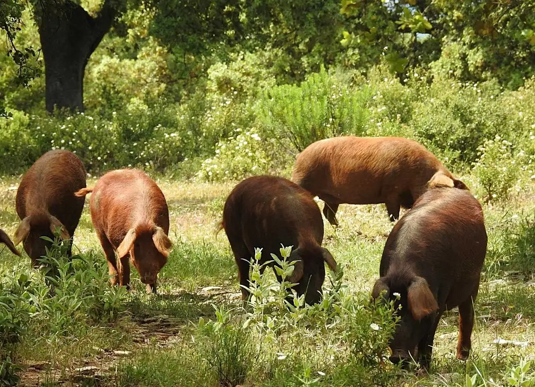 8cerdo-rubio-dorado-algaba-ronda