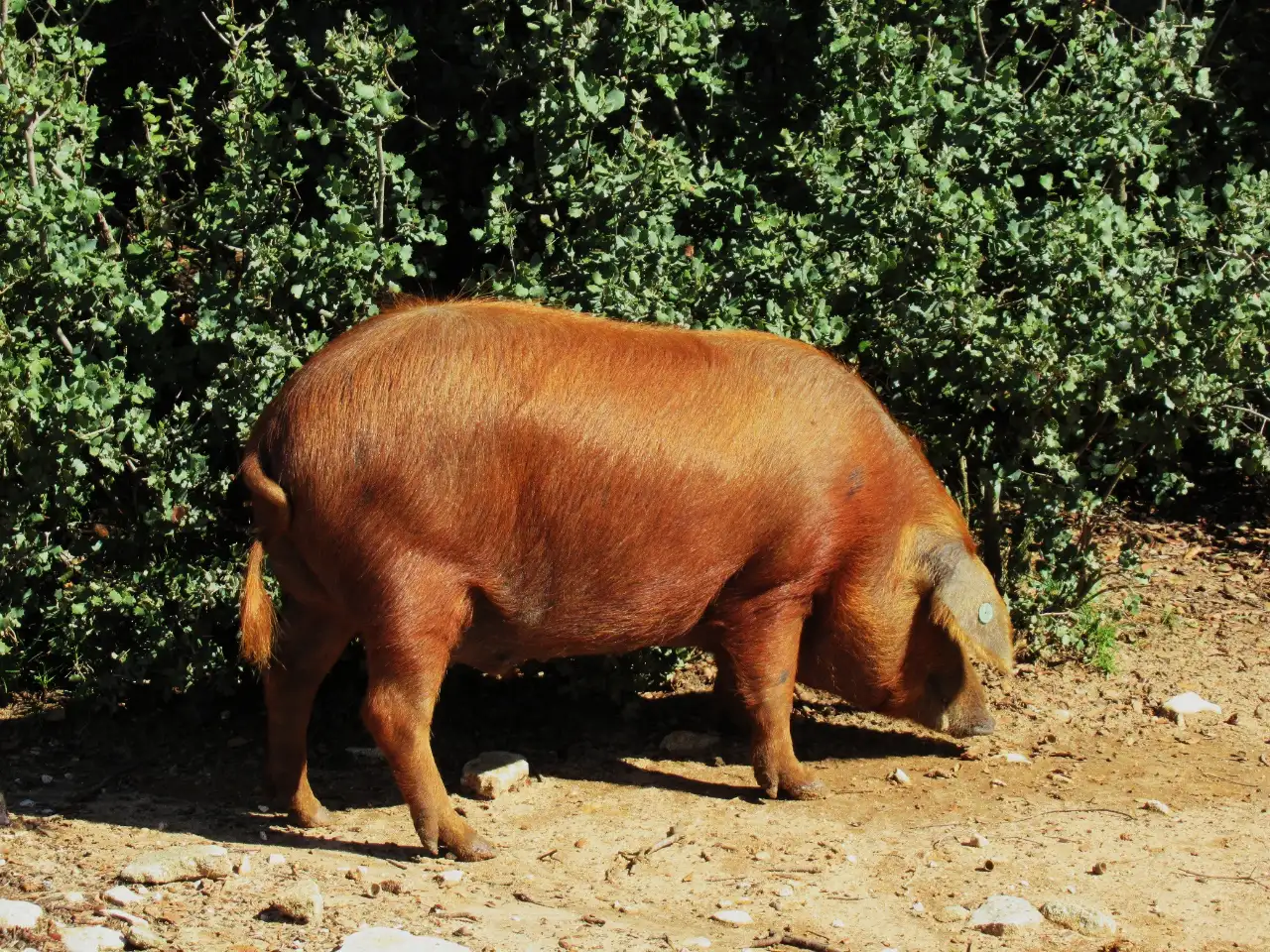 9cerdo-rubio-dorado-algaba-ronda