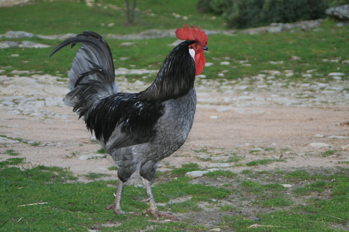 Gallo azul