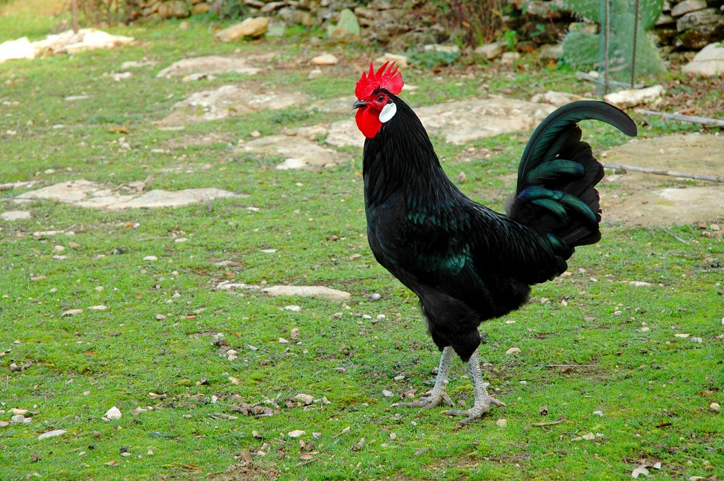 Gallo raza negra andaluza